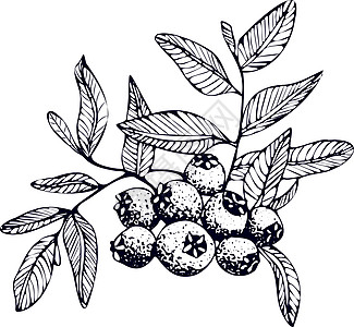 手绘蓝莓 白色背景上的孤立浆果分支草图 夏季水果雕刻风格插图 详细的手绘素食 非常适合标签 海报 印刷品墨水蓝色维生素食物绘画菜图片
