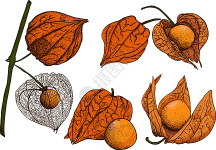 手画植物 植物和水果的收集 托马提洛 矢量手绘制插图季节绘画叶子手绘草图食物收藏植物学花园酸浆图片