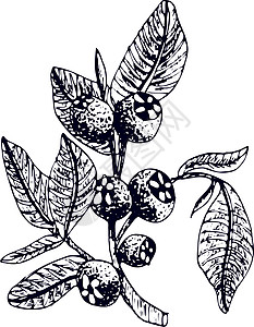 手绘蓝莓 白色背景上的孤立浆果分支草图 夏季水果雕刻风格插图 详细的手绘素食 非常适合标签 海报 印刷品叶子营养维生素墨水菜单食图片