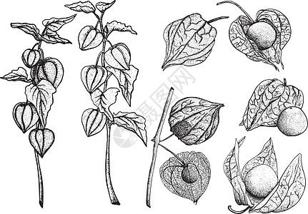手画植物 植物和水果的收集 托马提洛 矢量手绘制插图饮食叶子绘画手绘花园草图植物学酸浆食物收藏图片