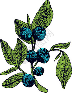 手绘蓝莓 白色背景上的孤立浆果分支草图 夏季水果雕刻风格插图 详细的手绘素食 非常适合标签 海报 印刷品墨水覆盆子植物营养植物学图片