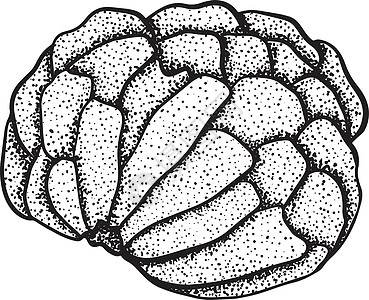 矢量手绘套番荔枝 糖苹果插图 美味的热带素食对象 用于餐厅 菜单 冰沙碗 市场 商店 派对装饰 餐点甜点植物学水果植物收藏食物种图片