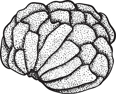 矢量手绘套番荔枝 糖苹果插图 美味的热带素食对象 用于餐厅 菜单 冰沙碗 市场 商店 派对装饰 餐点甜点植物学水果植物收藏食物种背景图片