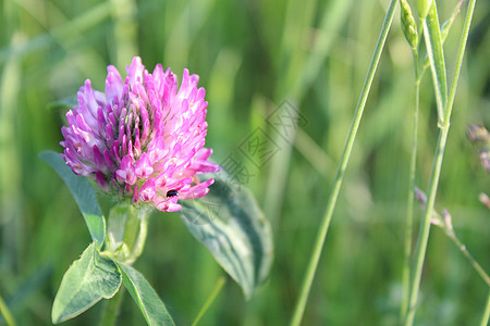 花朵稳定的白色紫色 与青草夏日相比图片