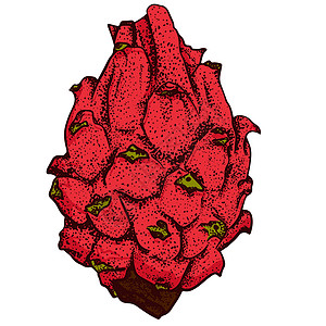 矢量手绘制了一套皮加亚 龙果插图 美味的热带素食物品异国甜点食物水果手绘热带草图涂鸦情调饮食图片
