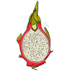 矢量手绘制了一套皮加亚 龙果插图 美味的热带素食物品菜单甜点手绘水果植物果汁异国饮食情调热带图片
