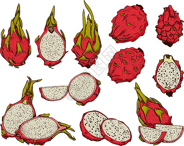 矢量手绘制了一套皮加亚 龙果插图 美味的热带素食物品涂鸦情调手绘热带饮食甜点异国草图植物果汁图片