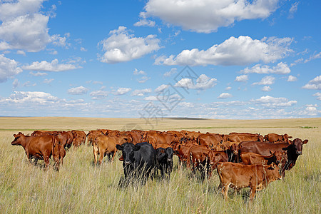 在农村农场进行自由放牧的牛群范围动物奶牛草原乡村牛肉农业农田哺乳动物牧场图片