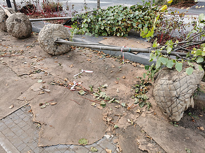 公园植树生态种植园蓝色树叶幼苗绿地季节植物土壤环境图片