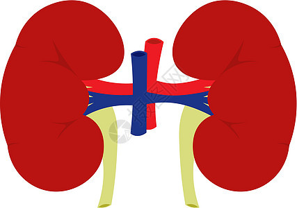 以白色背景隔离的人类肾脏矢量图示图片