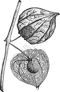 手画植物 植物和的收集 托马提洛 矢量手绘制插图叶子饮食植物学手绘收藏酸浆草图绘画季节食物图片
