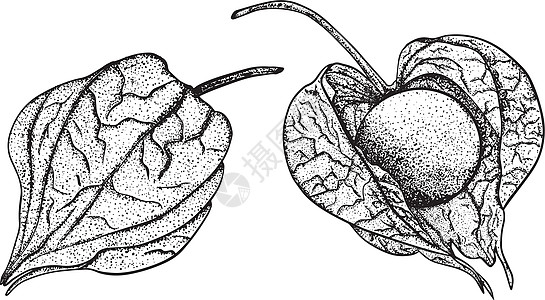 手画植物 植物和水果的收集 托马提洛 矢量手绘制插图叶子绘画酸浆食物植物学饮食收藏草图季节花园图片
