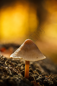 野蘑菇棕色危险菌类魔法生长叶子森林草地侏儒宏观图片