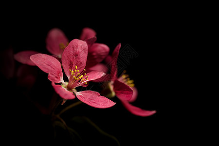 梅花花季节李子植物美丽花朵粉色黑色花瓣图片