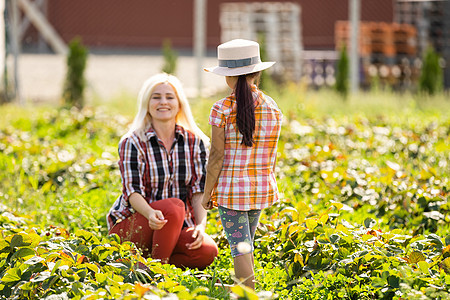 美丽的年轻caucasians母亲和她的女儿 在田里采草莓女孩浆果花园场地采摘童年幸福乐趣喷壶微笑图片