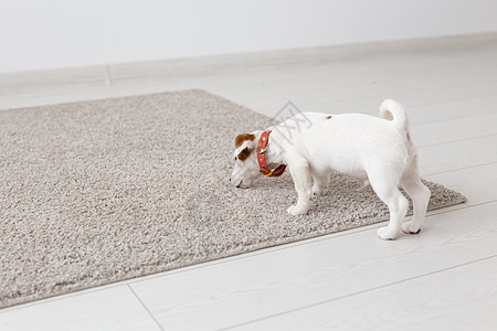 小小狗在客厅的地毯上玩耍 校对 Portnoy犬类身体旅行哺乳动物动物棕色警报耳朵朋友小狗图片