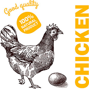 生态养鸡羽毛绘画手工市场横幅农业食物质量素描标识图片