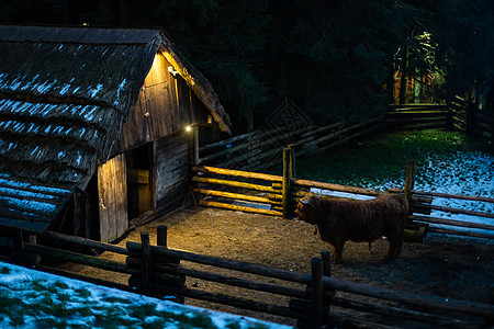 苏格兰高地牛 在农场上 关门 复制空间国家喇叭食草场地农业奶牛动物争吵边缘农村图片