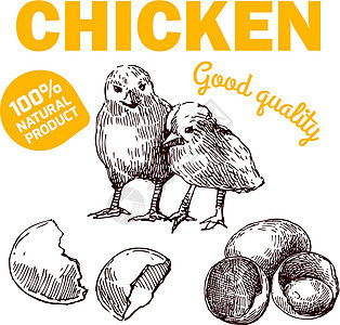 生态养鸡质量家畜爪子母鸡家禽动物绘画农民素描横幅图片