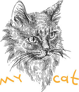 加州素描手工草图墨水艺术品艺术虎斑宠物海报荒野插图背景图片