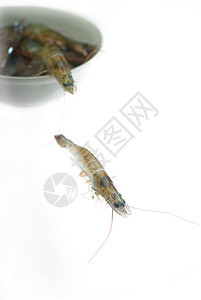 生鲜虾食物甲壳美食美味动物老虎烹饪制品营养海洋图片