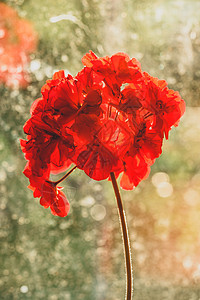 日光明亮时红色花朵农村植被花序日落花瓣花头植物学窗户装饰生长图片