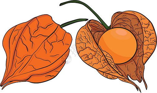 手画植物 植物和水果的收集 托马提洛 矢量手绘制插图草图花园绘画手绘季节酸浆食物植物学叶子收藏图片