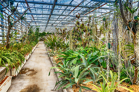 植物园制玻璃房大楼房子生长花园建筑植物学环境绿色植物群园艺温室图片