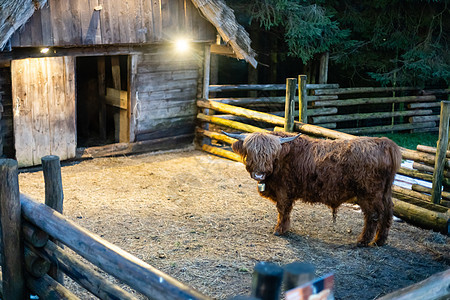 苏格兰高地牛 在农场上 关门 复制空间牛角动物奶牛鹿角食草鼻子哺乳动物场地国家头发图片