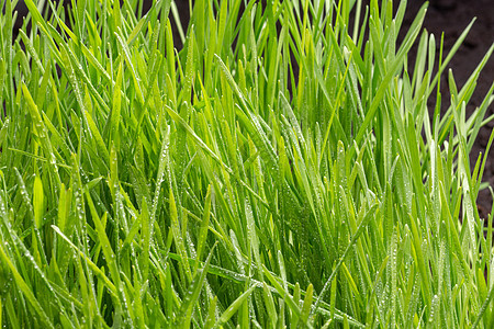 带水滴的新鲜绿草 自然背景气候环境草本植物植物草地液体叶子植物学天气宏观图片