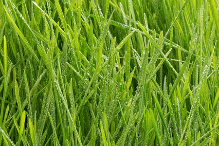 带水滴的新鲜绿草 自然背景生态草地叶子植物群天气宏观生物学花园植物学液体图片