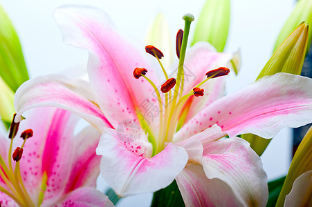 粉红百合花花花束植物花园花朵百合宏观花瓣植物群纪念日绿色粉色图片