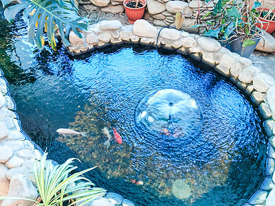 室内带鱼的装饰湖橙子鲤鱼岩石池塘宠物花园生活艺术游泳水族馆图片