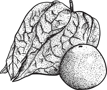 手画植物 植物和水果的收集 托马提洛 矢量手绘制插图季节饮食绘画植物学叶子酸浆收藏草图手绘花园图片