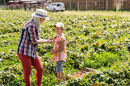 美丽的年轻caucasians母亲和她的女儿 在田里采草莓微笑园艺卷曲女孩生长篮子收成水果小吃农业图片