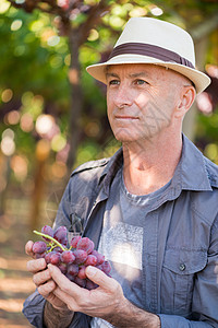 Winegrower男人拿着一堆红葡萄图片