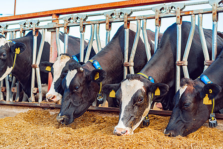 在户外奶牛棚里吃干草的奶牛奶制品谷仓水库农田牧场养殖农场摊位农村家畜图片