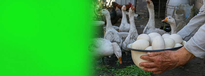 鸡鹅和鹅在农场 蛋在碗里 有选择性的焦点背景羽毛小鸡宠物团体农业公鸡母鸡农村草地图片