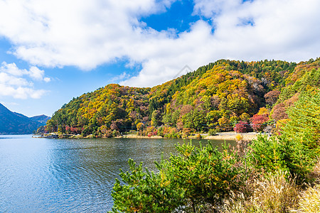 日本秋天叶马纳希岛的川口子湖周围美高清图片下载正版图片505678231摄图网