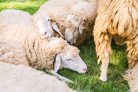 绿草上撒羊农场母羊乡村羊肉牧场农村家畜绿色草地羊毛图片