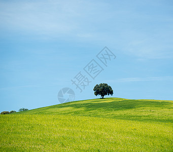 蓝天和树草叶子生态美丽木头环境树干季节农村天空力量图片