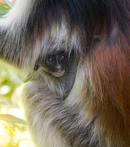 小猴子小脸 小孩在母亲的毛皮灵长类森林国家异国孩子公园动物情调衬套荒野图片