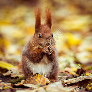 红欧亚松鼠尾巴好奇心眼睛木头野生动物动物橙子爪子耳朵公园图片