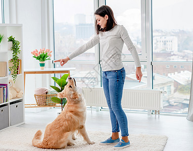 年轻女孩训练金色猎犬家庭地毯公寓哺乳动物犬类女性女士成人友谊房间图片