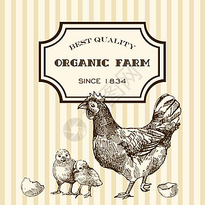 生态养鸡质量家禽母鸡横幅产品标识动物手工羽毛绘画图片