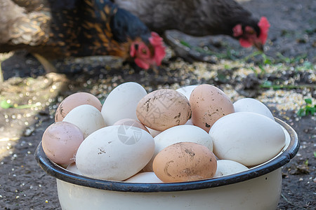 鸡鹅和鹅在农场 蛋在碗里 有选择性的焦点农业家畜农村动物农家院母鸡花园公鸡小鸡草地图片