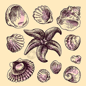 手抽的壳牌动物情调珍珠贝壳手绘牡蛎蜗牛热带海洋海滩插画