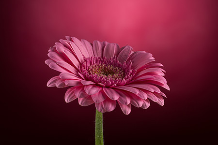粉红色Gerbera花花粉色宏观花园格柏橙子紫色花瓣植物学美丽雏菊图片