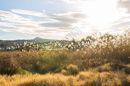 自然和景观概念     山地背景的黄秋草原;图片