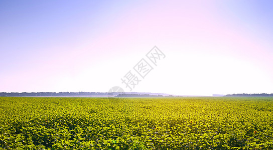 向向向外字段季节花瓣场地向日葵草地射线天堂风景植物日落图片